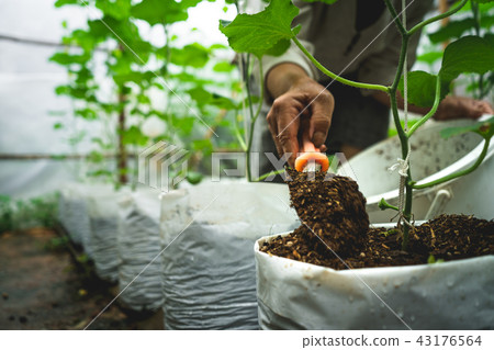 Melon tree Growing In the greenhouse ,Leaf check Melon tree Growing In the greenhouse ,Leaf check 43176564