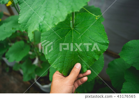 Melon tree Growing In the greenhouse ,Leaf check Melon tree Growing In the greenhouse ,Leaf check 43176565