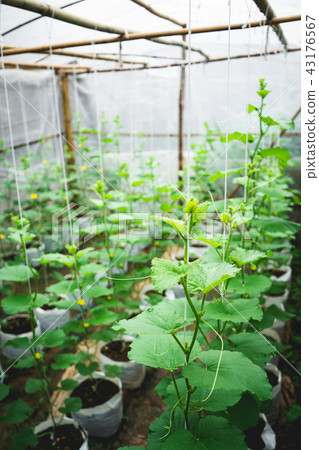Melon tree Growing In the greenhouse ,Leaf check Melon tree Growing In the greenhouse ,Leaf check 43176567