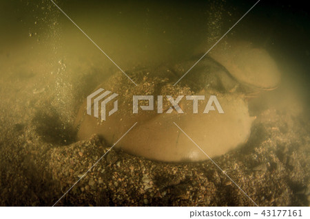 Horseshoe crab eggs Horseshoe crab eggs 43177161