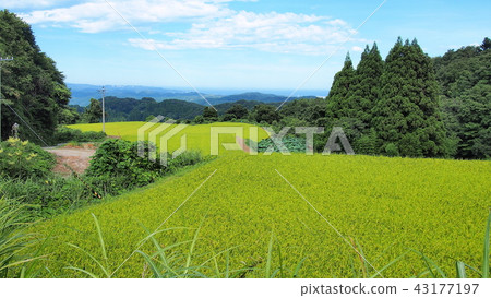 在梯田上生長的稻田 在梯田上生長的稻田 43177197