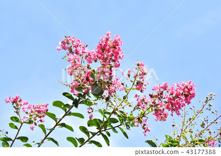 縐my(紫薇) 縐my(紫薇) 43177388