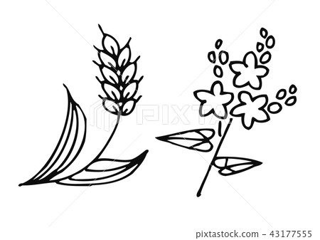 小麥圖和蕎麥花圖 小麥圖和蕎麥花圖 43177555