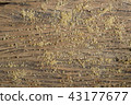 brown sugar 43177677