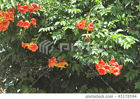 Nausua Kazura (Ling Flower) 43178594