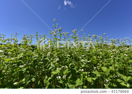 Buckwheat field in the morning 43178668