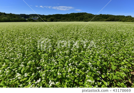 Buckwheat field in the morning 43178669
