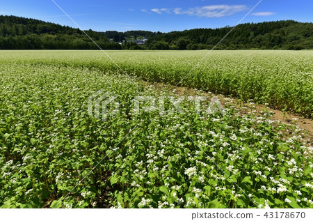 Buckwheat field in the morning 43178670