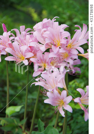 Summer daffodil 43178698