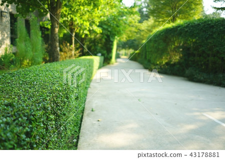 concrete pathway with green trimmed bush hedge concrete pathway with green trimmed bush hedge 43178881