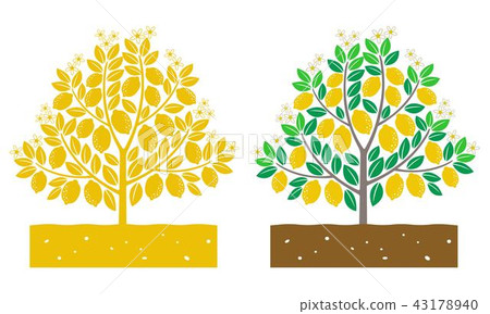 lemon tree lemon tree 43178940