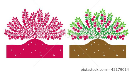 cranberry plant cranberry plant 43179014