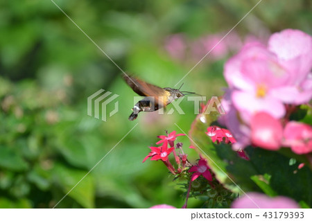 Hoshihoujak·Oosushiba 43179393