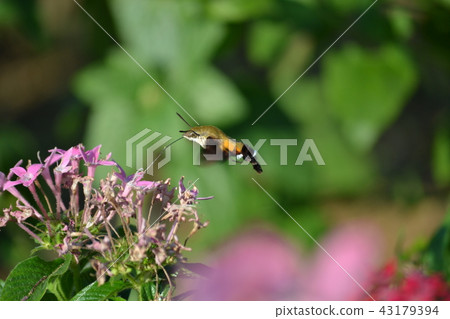 Hoshi Hou Jack Oos Shishaba 43179394