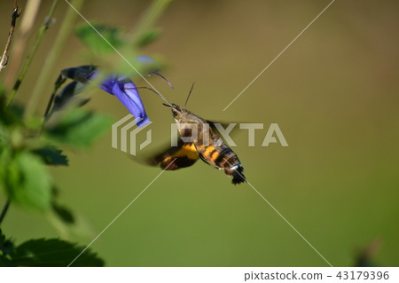 Hoshihoujak · Oosushiba 43179396