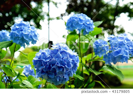 繡球 43179805