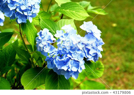 繡球花繡球花 繡球花繡球花 43179806