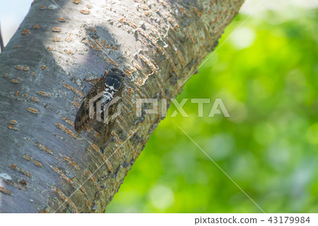 Abra Zemi catching trees 43179984