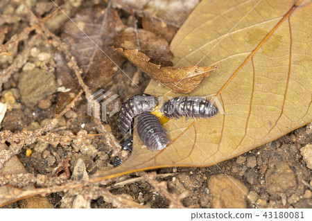 丹高橡膠 43180081