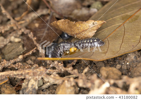 丹高橡膠 43180082