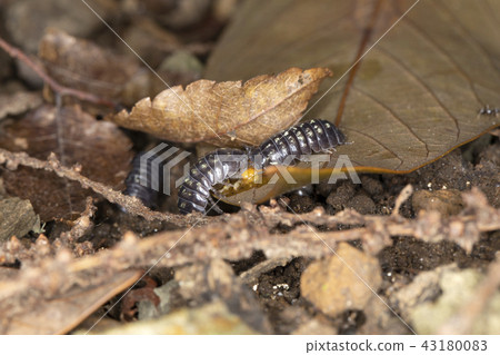 丹高橡膠 43180083