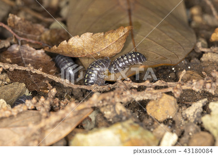 丹高橡膠 43180084