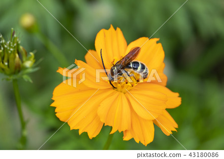 Himehara na gussetti 43180086