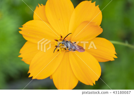 Himehara na gussetti Himehara na gussetti 43180087