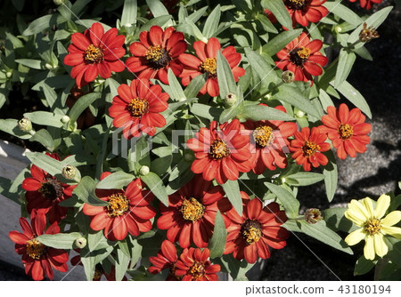 紅三葉草紅色 43180194