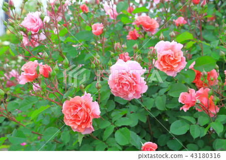 Gorgeous flowers Gorgeous flowers 43180316