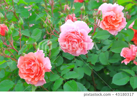 Pink rose Pink rose 43180317