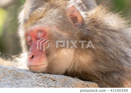 Monkey falling asleep 43180399