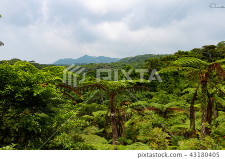 Jungle Jungle 43180405