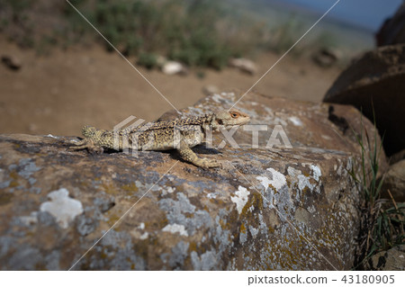 Laudakia caucasia: The Caucasian agama Paralaudakia caucasia Laudakia caucasia: The Caucasian agama Paralaudakia caucasia 43180905