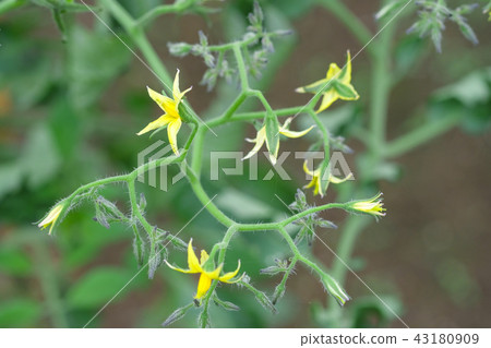 迷你番茄花 迷你番茄花 43180909