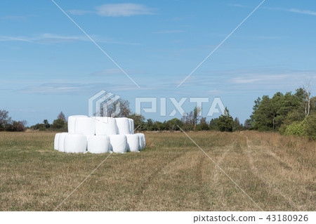 Stacked hay bales 43180926