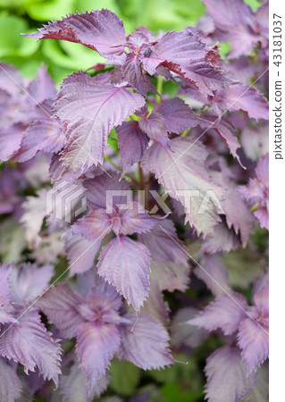 紅味噌花 43181037