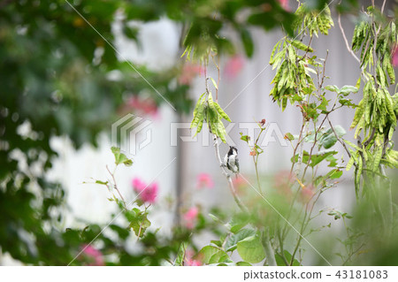 Great tit Great tit 43181083