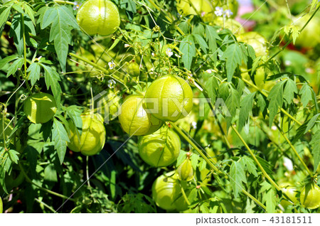 富森克魯茲 43181511