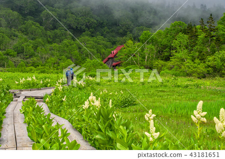 Konoike Mizubasho Moor and Konoike Hutte Memorial Hall in summer 43181651