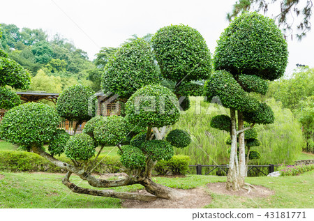 Streblus Asper trees Streblus Asper trees 43181771