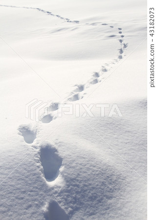 Footprints of animal foxes on a snowy field, natural scenery of a snowy country Footprints of animal foxes on a snowy field, natural scenery of a snowy country 43182073