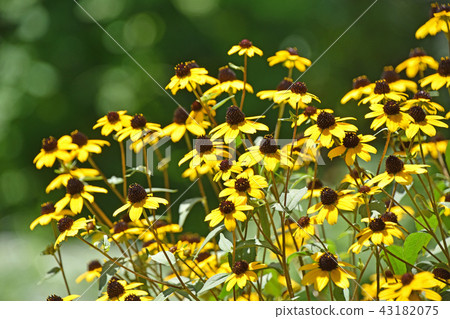 Rudbekia · Takao Rudbekia · Takao 43182075