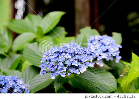 Wakame hydrangea 43182132