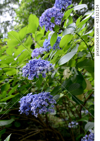 Wakame hydrangea Wakame hydrangea 43182134
