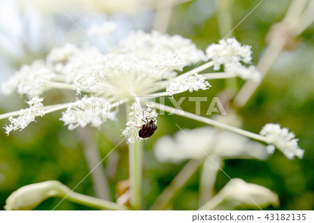 Akushushi竹 Akushushi竹 43182135