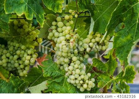 Bunch of white wine grapes on the vine Bunch of white wine grapes on the vine 43182316
