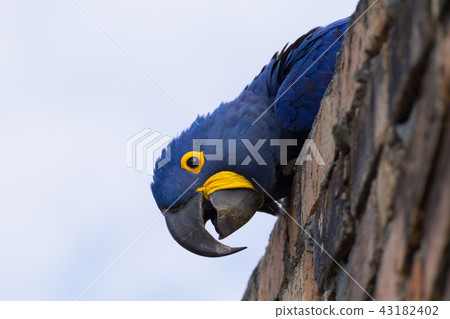 Hyacinth macaw close up, Brazilian wildlife Hyacinth macaw close up, Brazilian wildlife 43182402
