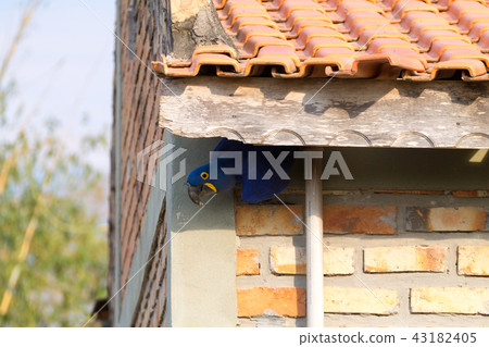 Hyacinth macaw close up, Brazilian wildlife 43182405