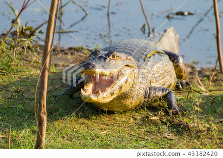caiman which heats up in the morning sun. 43182420